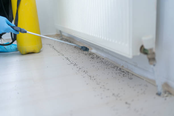 Best Local Pest Control Services  in Olive Hill, KY